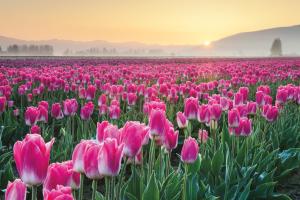 Skagit Valley Tulips I #46180