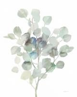 Eucalyptus III Cool #46408 Eucalyptus III Cool #46408