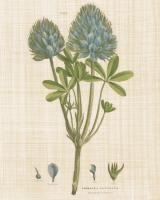 Herbal Botany XV Linen Crop #46556-16x20