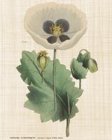Herbal Botany XVI Linen Crop #46557-16x20 Herbal Botany XVI Linen Crop #46557-16x20