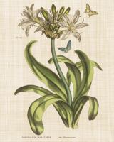 Herbal Botany XX Butterfly Linen Crop #46558-16x20 Herbal Botany XX Butterfly Linen Crop #46558-16x20