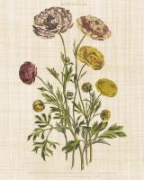 Herbal Botany XXII v2 Linen Crop #46559-16x20 Herbal Botany XXII v2 Linen Crop #46559-16x20