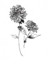 Sketchbook Flowers on White IV #46979