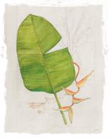Botanical Journal I Light #47399 Botanical Journal I Light #47399