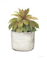 Mixed Greens Succulent III #47781 Mixed Greens Succulent III #47781