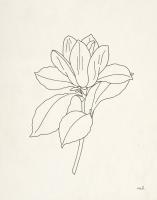 Magnolia Line Drawing #48097 Magnolia Line Drawing #48097
