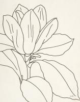 Magnolia Line Drawing v2 Crop #48134 Magnolia Line Drawing v2 Crop #48134