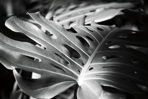Philodendron #48182