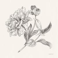 Flower Sketches I #48396
