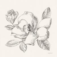 Flower Sketches II #48397