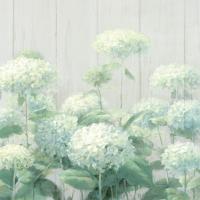White Hydrangea Garden Sage on Wood Square #48404-36x24 White Hydrangea Garden Sage on Wood Square #48404-36x24