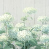 White Hydrangea Garden Sage on Wood Square #48404-36x24