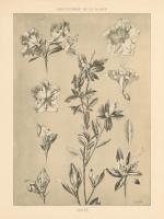 Lithograph Florals I #48453 Lithograph Florals I #48453