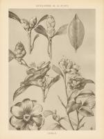 Lithograph Florals II #48454 Lithograph Florals II #48454