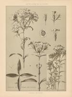 Lithograph Florals III #48455