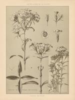 Lithograph Florals III #48455 Lithograph Florals III #48455