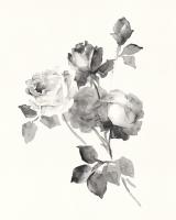 Rose Blossoms Gray #48857
