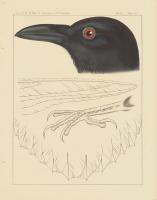 Bird Prints II #49025
