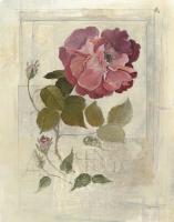 Centifolia Rose Crop #49641 Centifolia Rose Crop #49641