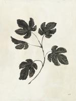 Botanical Study III Crop #49721-12x16 Botanical Study III Crop #49721-12x16