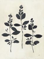 Botanical Study IV Crop #49722-12x16 Botanical Study IV Crop #49722-12x16