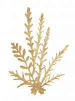 Pacific Sea Mosses III Gold Crop #49986