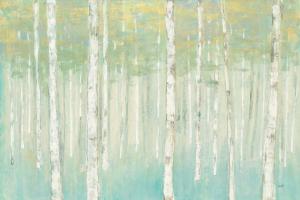 Birches at Sunrise #50234