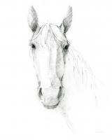 Horse Sketch #50347