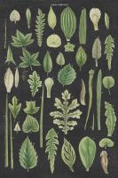 Assortment of Leaves II Charcoal Crop #50542 Assortment of Leaves II Charcoal Crop #50542