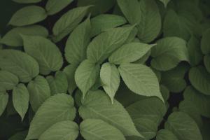 Leafy I #50718 Leafy I #50718