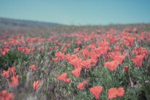 California Blooms I #50745