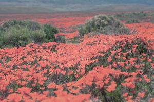 California Blooms II #50746