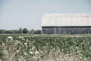 Weathered I #50755 Weathered I #50755