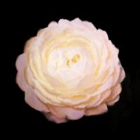 Rose Gold #51078 Rose Gold #51078