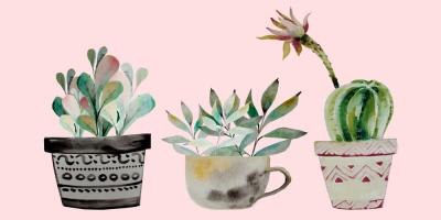 Succulant Trio #51080 Succulant Trio #51080