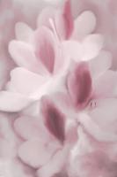 Blush Orchid #51165