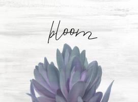 Bloom #51172