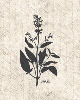 Fresh Sage #51176