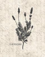 Fresh Lavender #51178 Fresh Lavender #51178