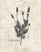 Fresh Lavender #51178