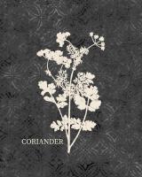 Fresh Coriander #51179 Fresh Coriander #51179