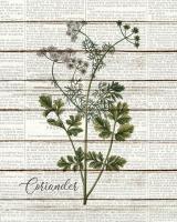 Coriander #51187 Coriander #51187