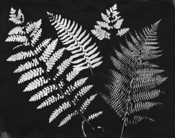 Nature by the Lake Ferns II Black Crop #51193 Nature by the Lake Ferns II Black Crop #51193