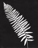 Nature by the Lake Ferns IV Black Crop #51195 Nature by the Lake Ferns IV Black Crop #51195