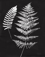 Nature by the Lake Ferns V Black Crop #51196