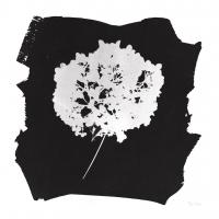 Nature by the Lake Flowers I Black #51476 Nature by the Lake Flowers I Black #51476