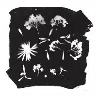 Nature by the Lake Flowers IV Black #51202 Nature by the Lake Flowers IV Black #51202
