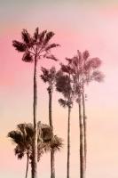 Pink Sunset 1 #51262 Pink Sunset 1 #51262