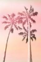 Pink Sunset 2 #51263 Pink Sunset 2 #51263