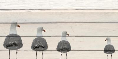 Seagulls #51266 Seagulls #51266